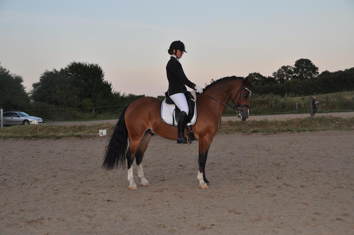 Welsh Cob (sec D) Lindbergs Milton B-PONY billede 5