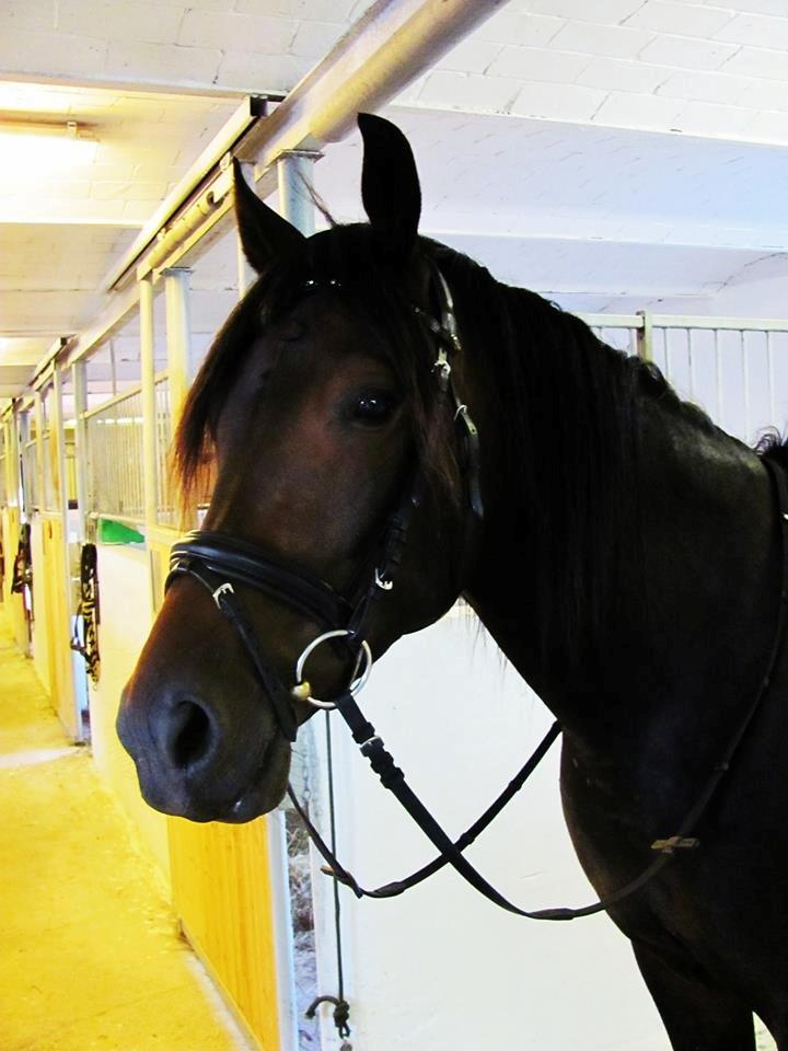 Anden særlig race Charlie Brown - Charlie efter en dejlig aften ridetur <3 billede 13