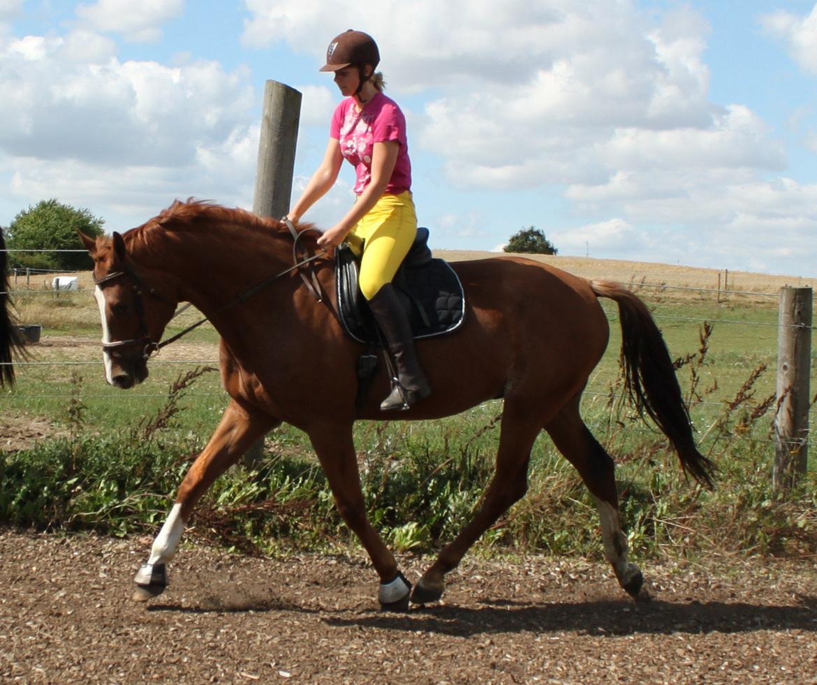 Dansk Varmblod Alby's Leonardo Da Vinci billede 12