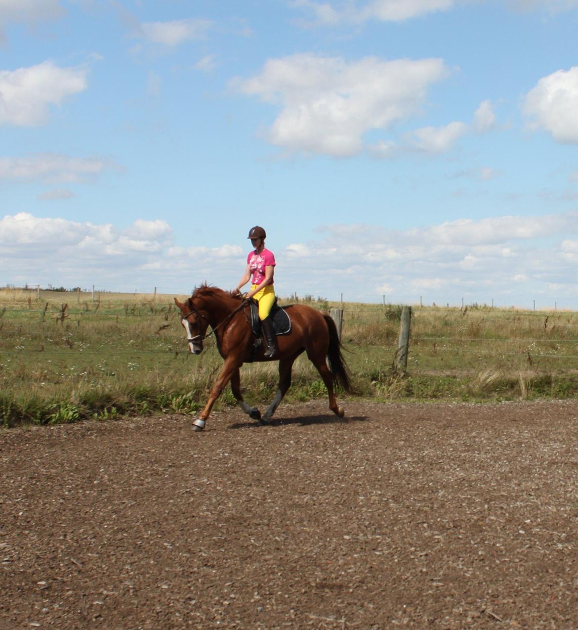 Dansk Varmblod Alby's Leonardo Da Vinci billede 13