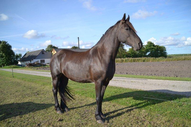 Frieser MELISSA billede 14