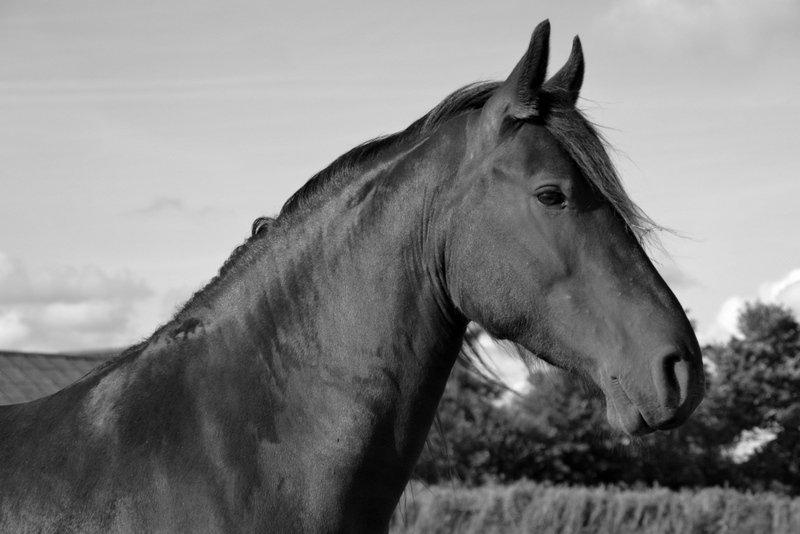 Frieser MELISSA - Smukke pigen! billede 1
