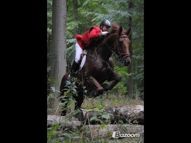 Dansk Varmblod Capella S - Jagt. billede 2