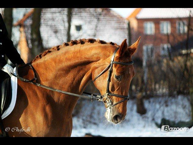 Dansk Varmblod Capella S - Stævne med tidligere passer.
 billede 3