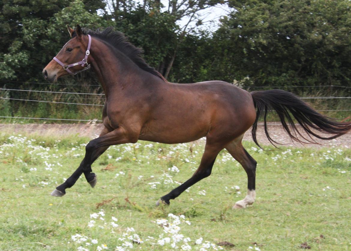 Dansk Varmblod Alby's Cocio billede 16