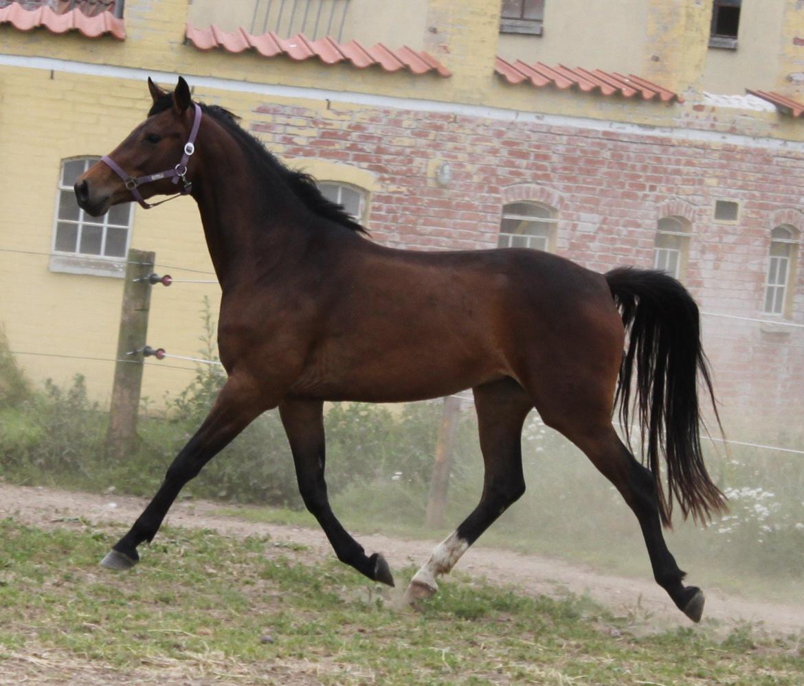 Dansk Varmblod Alby's Cocio billede 17