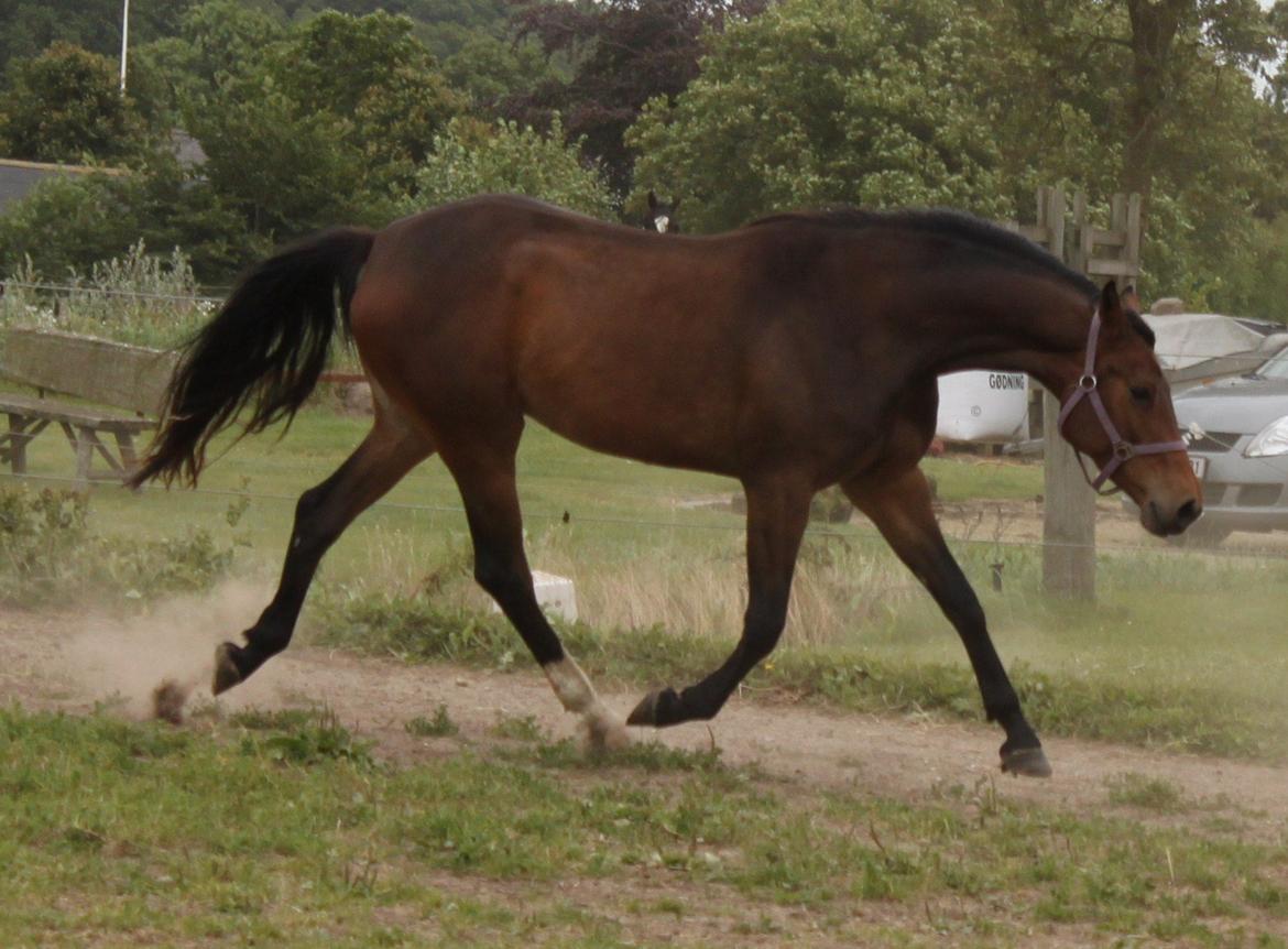 Dansk Varmblod Alby's Cocio billede 2