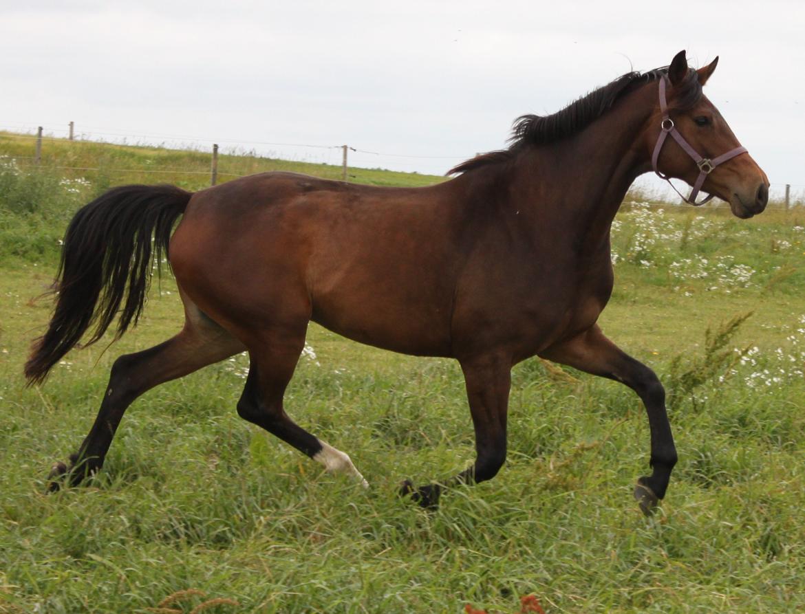 Dansk Varmblod Alby's Cocio billede 8