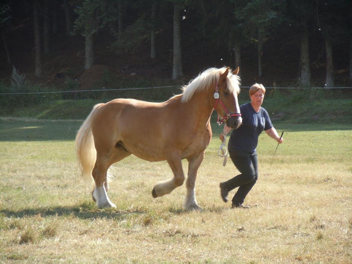 Schleswiger Emil billede 17