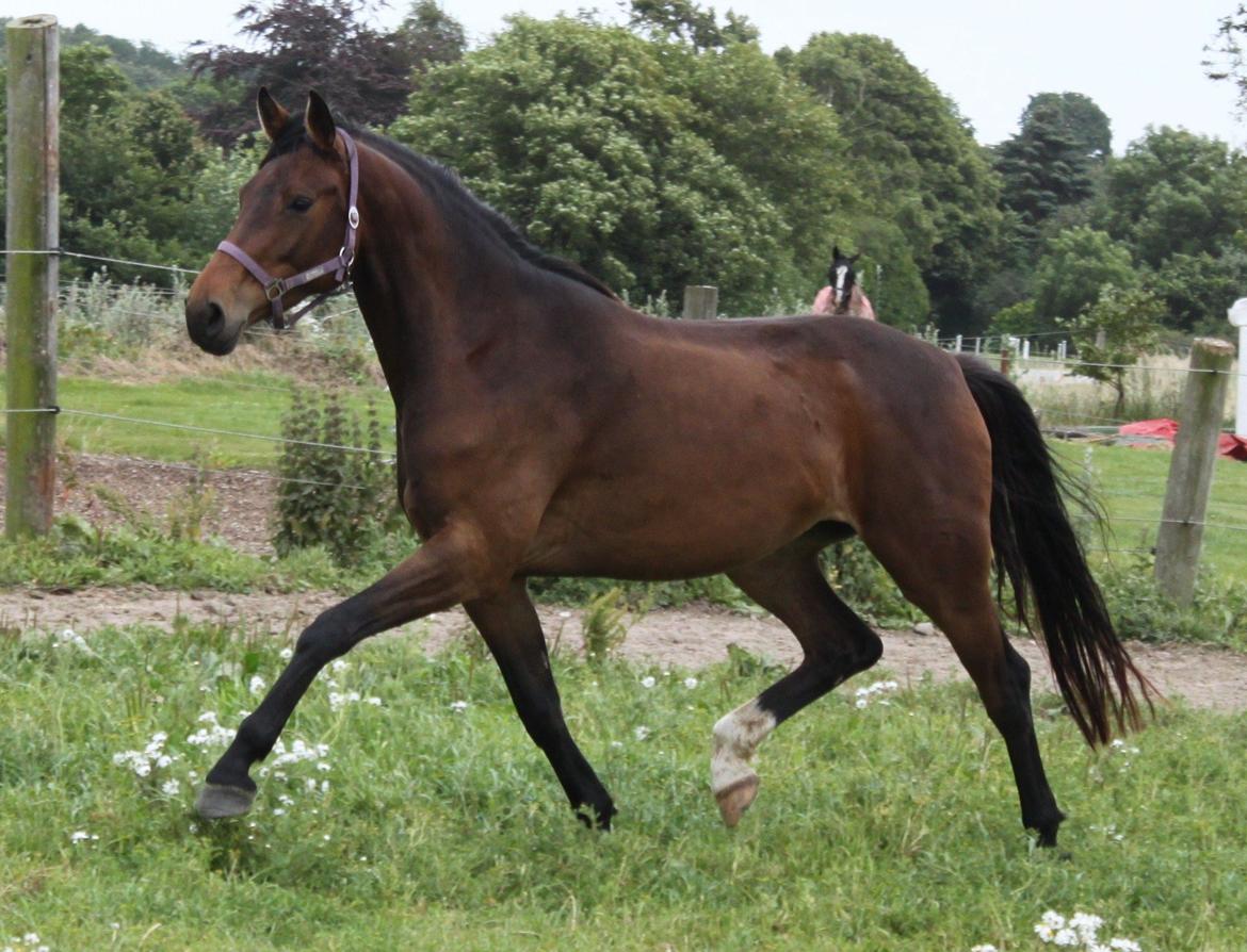 Dansk Varmblod Alby's Cocio billede 3