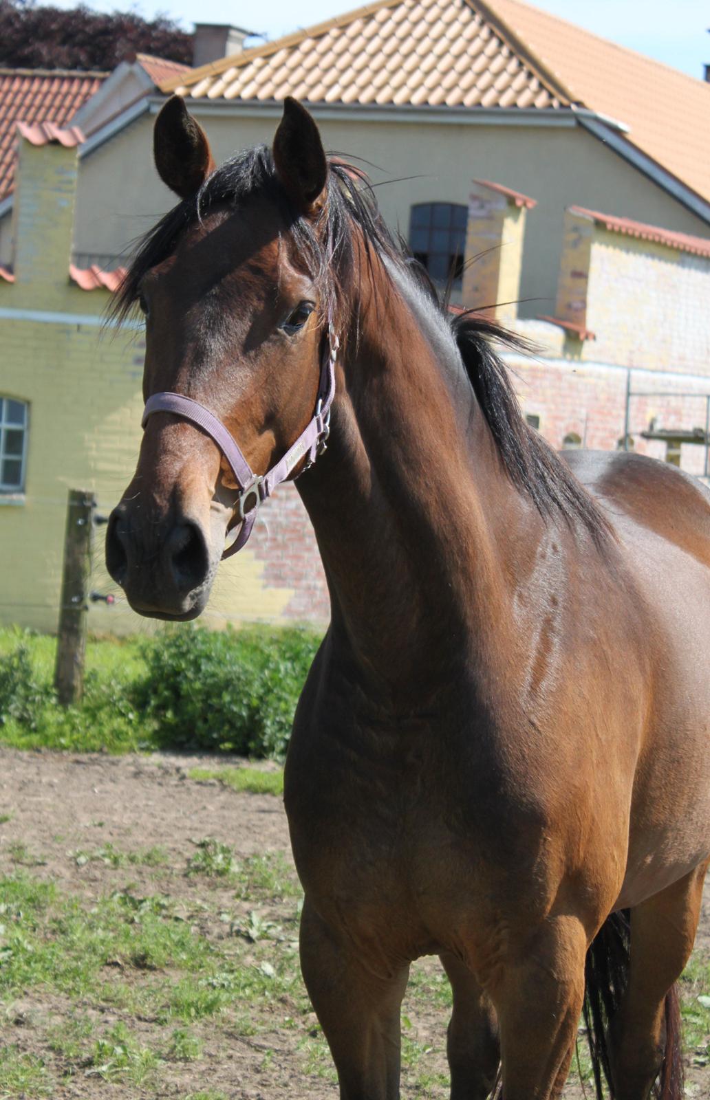 Dansk Varmblod Alby's Cocio billede 18