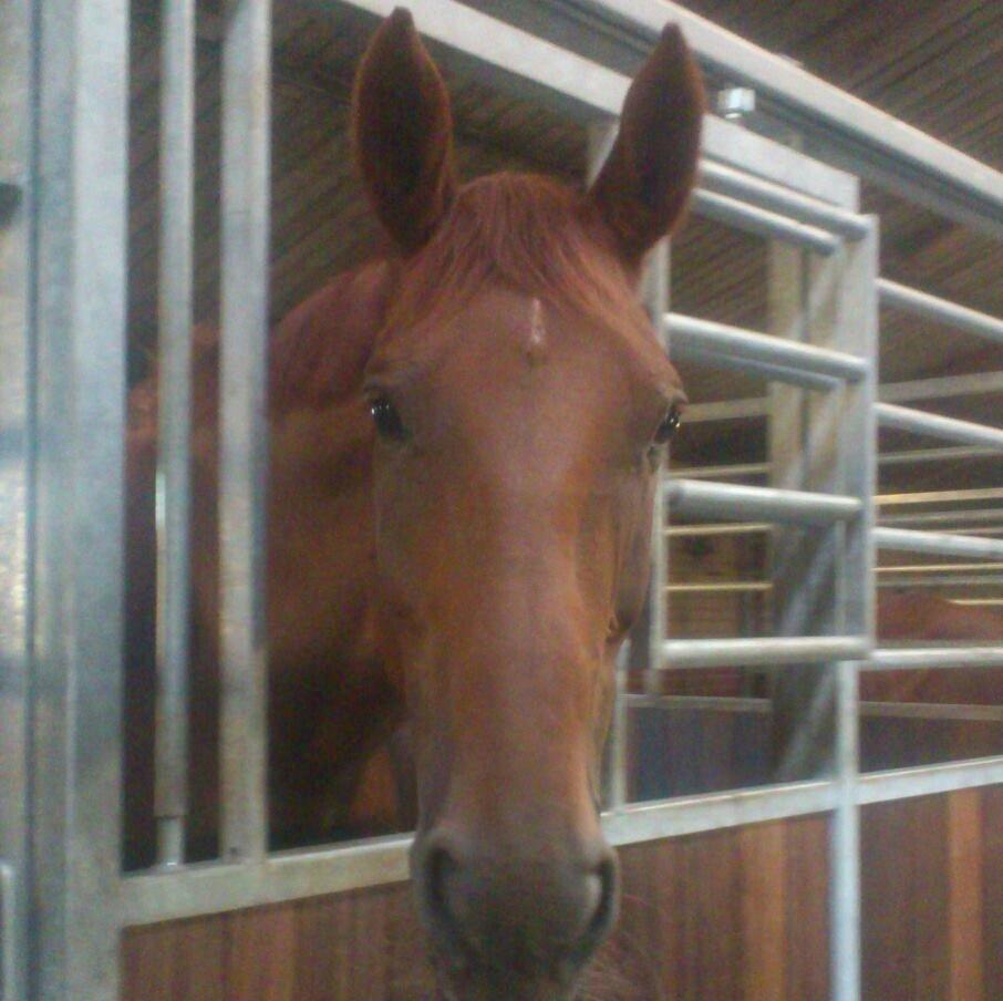 Dansk Varmblod Capella S - <3 billede 6