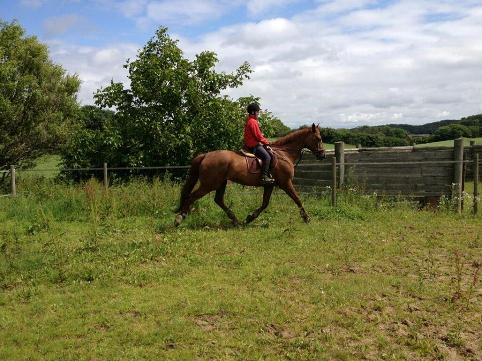 Dansk Varmblod Capella S - Første gang jeg red Capella <3<3 billede 9