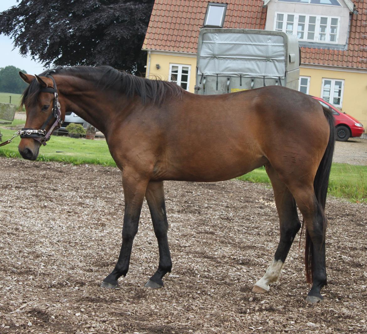 Dansk Varmblod Alby's Cocio billede 19