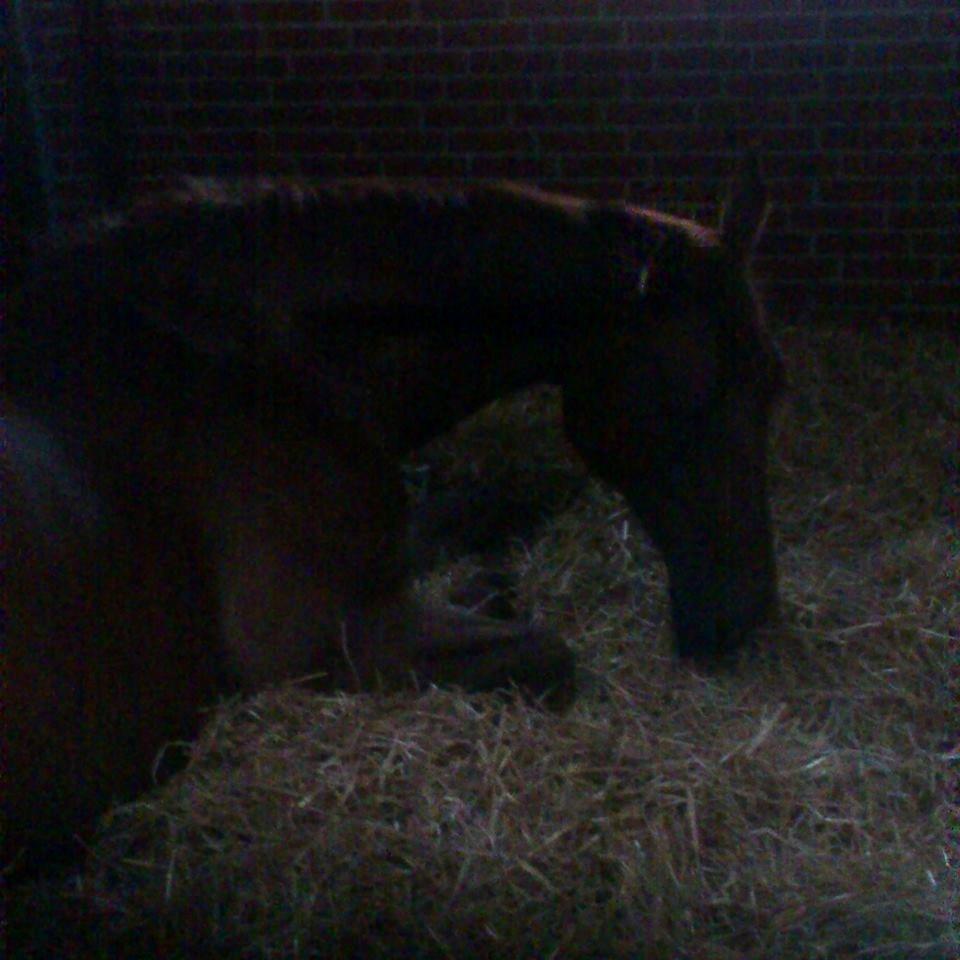 Dansk Varmblod Capella S - Så blev hun træt <3<3<3 billede 10