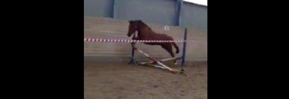 DSP Martini asti billede 12