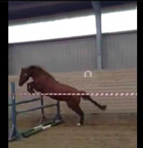 DSP Martini asti billede 13