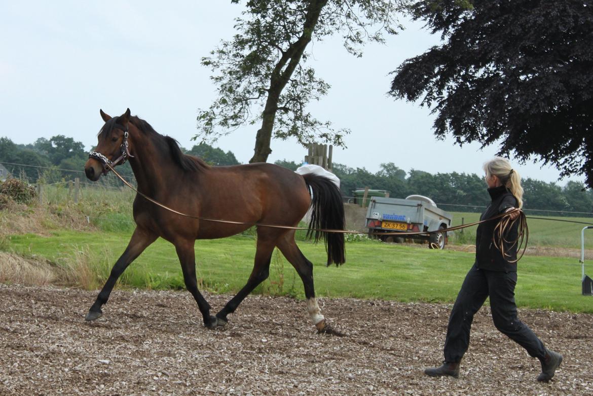 Dansk Varmblod Alby's Cocio billede 20