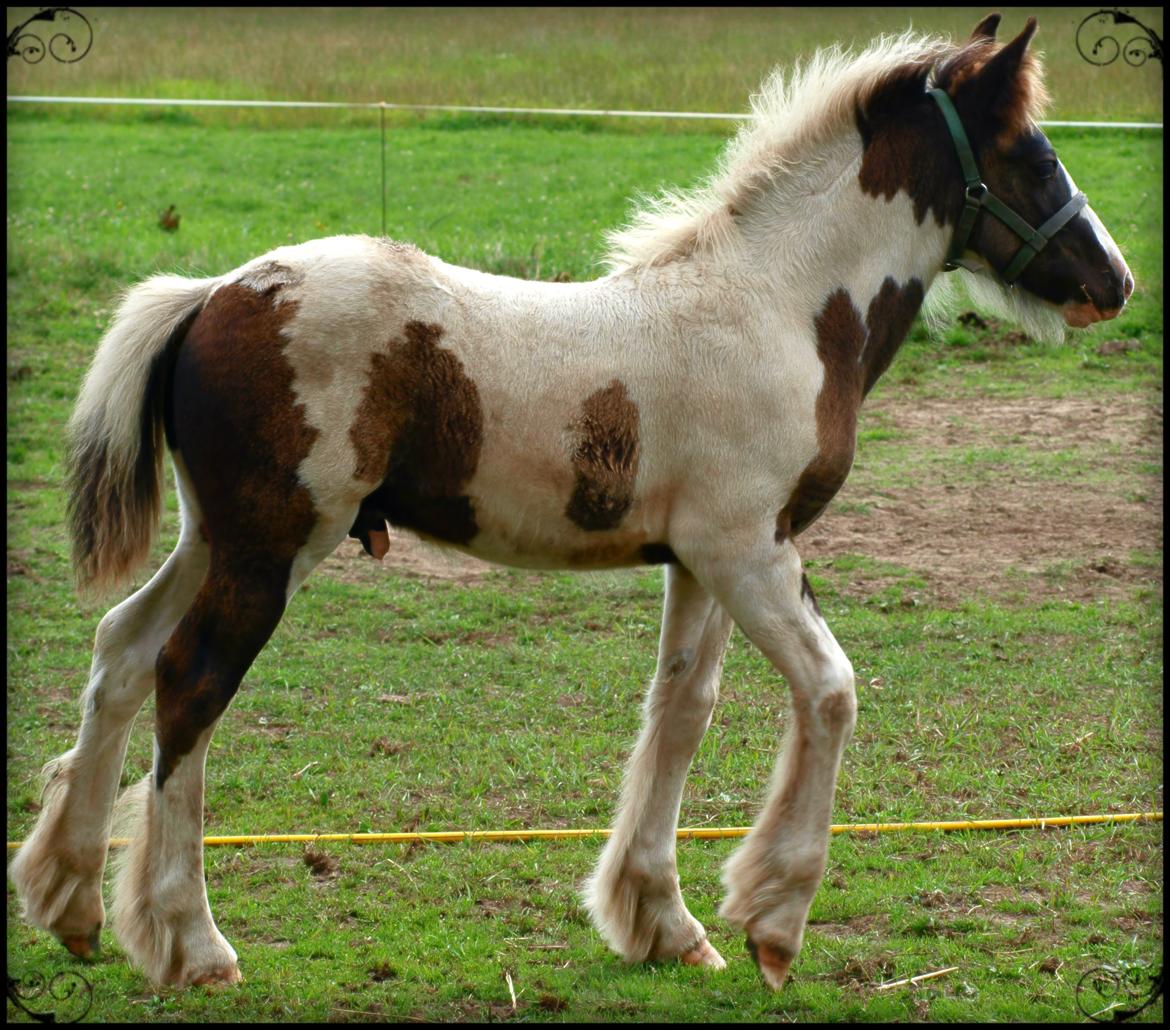 Irish Cob Beer's Mr. Prezident billede 21