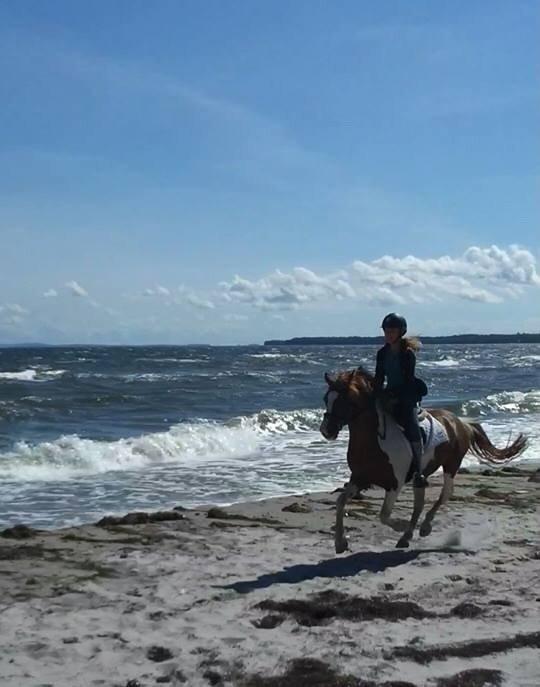 Anden særlig race Elmegårdens Sir Konrad<3 (solgt) billede 20