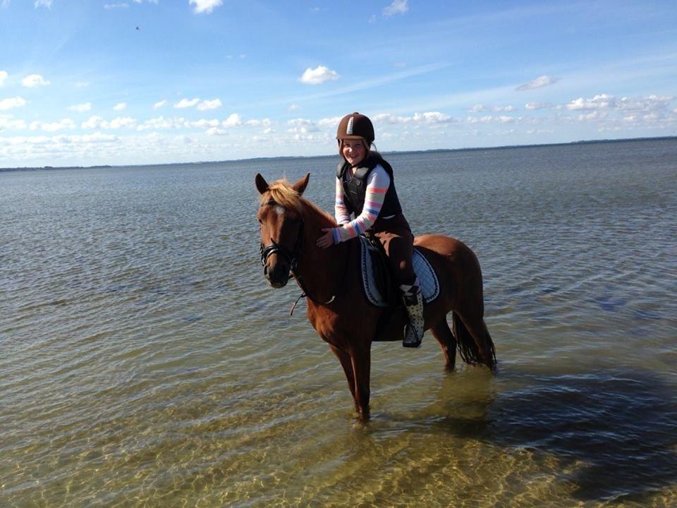 Anden særlig race Prins (Pus) - Første gang vi var på stranden sammen han er såå dejlig.....<3 billede 11