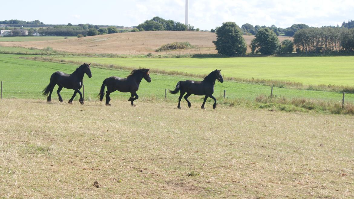 Frieser Zafir of Yderheden billede 1