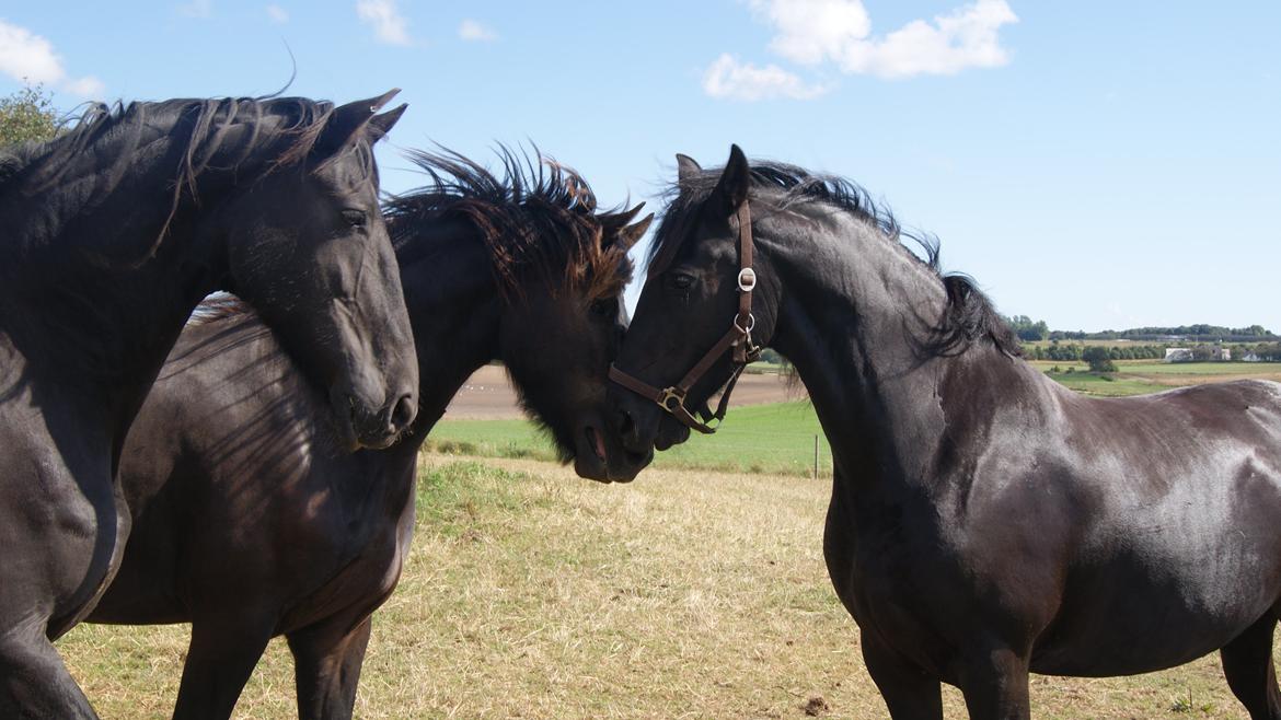 Frieser Zafir of Yderheden billede 2