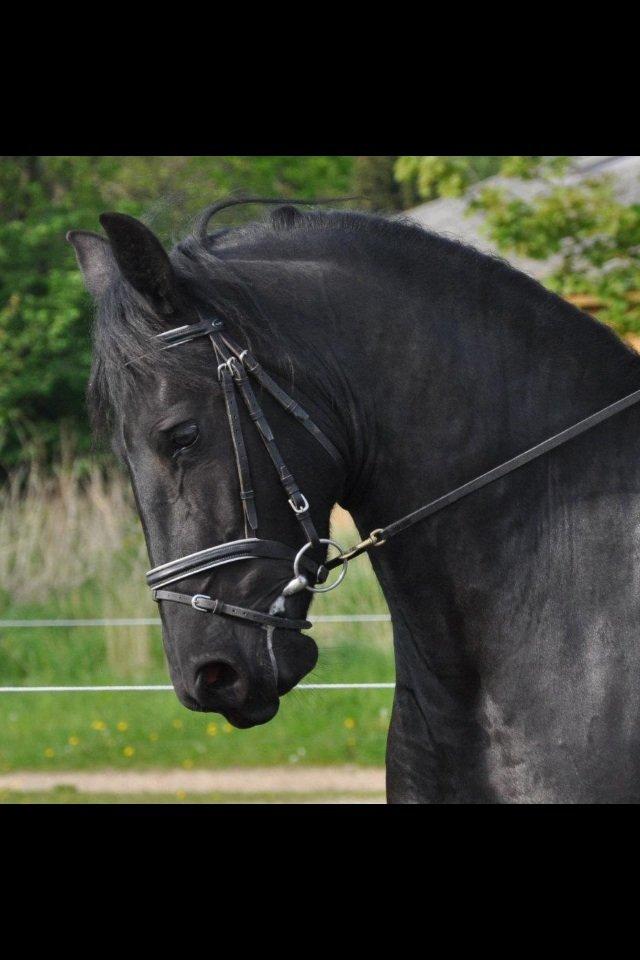 Frieser Zafir of Yderheden billede 4