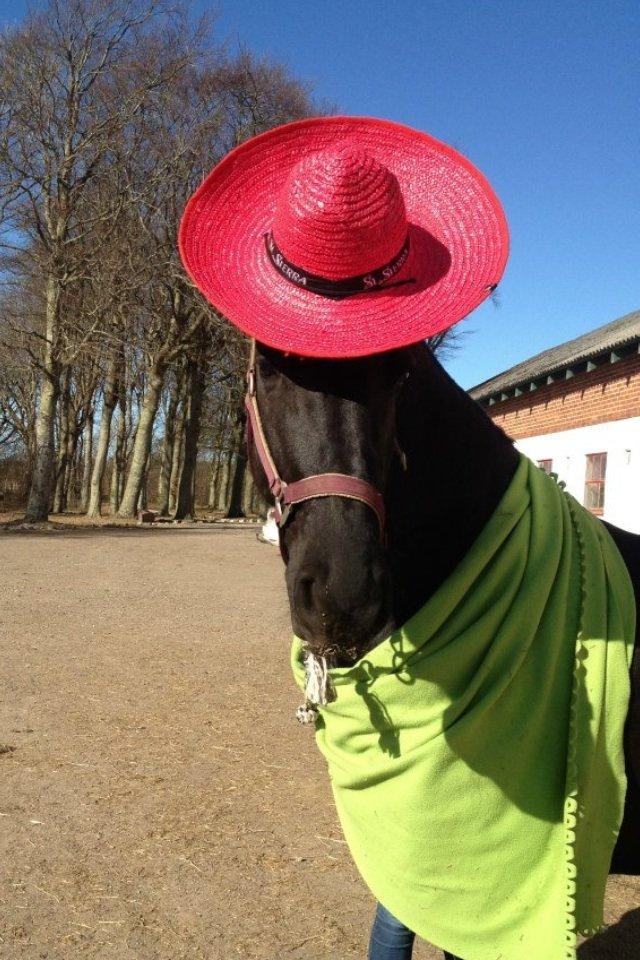 Frieser Zafir of Yderheden billede 3