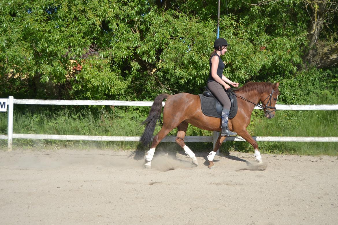 DSP Luanda billede 1