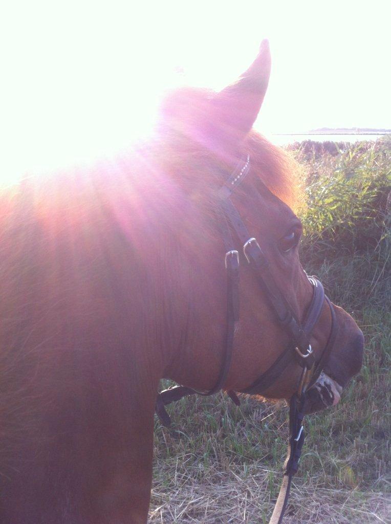 DSP Luanda billede 12