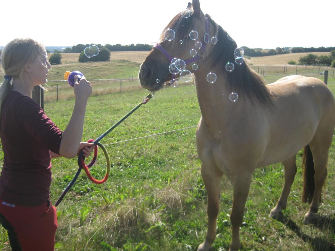 Anden særlig race Dumbledore  - <3<3<3 billede 6