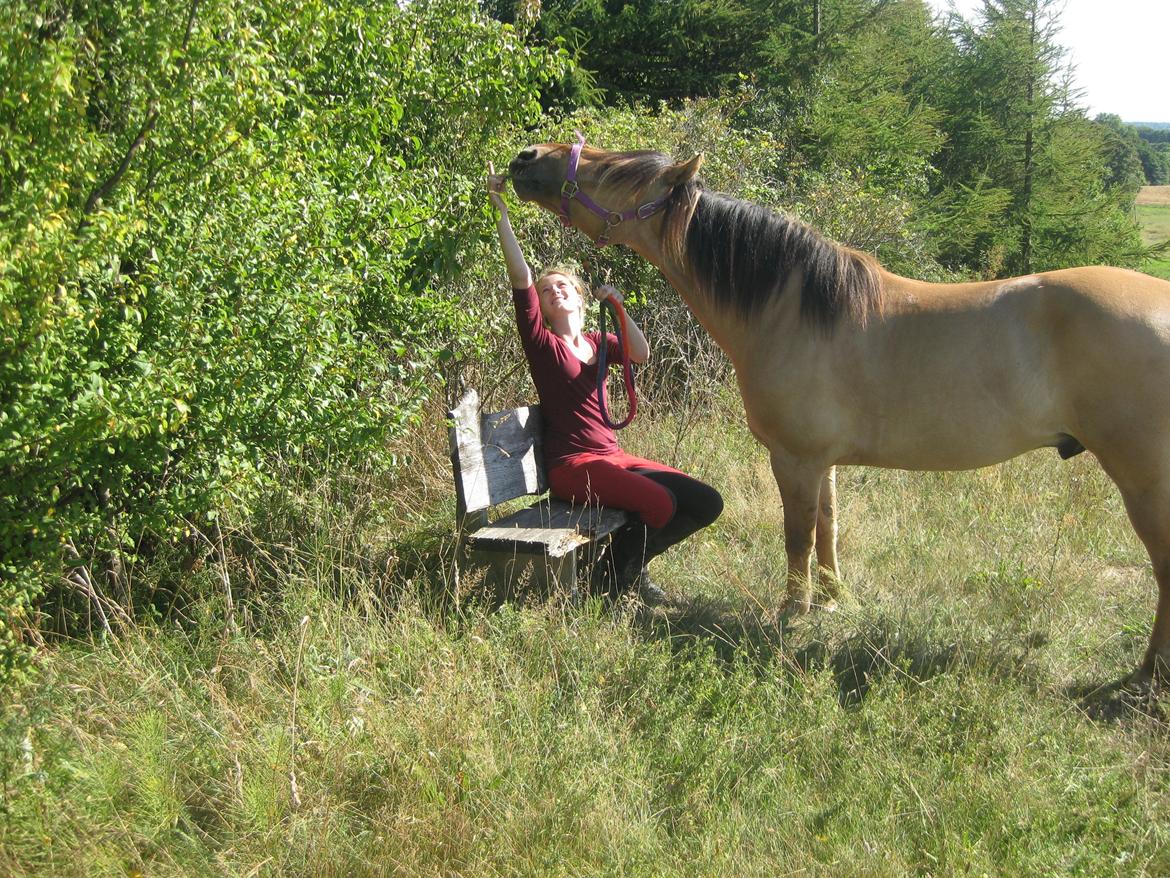 Anden særlig race Dumbledore  billede 27