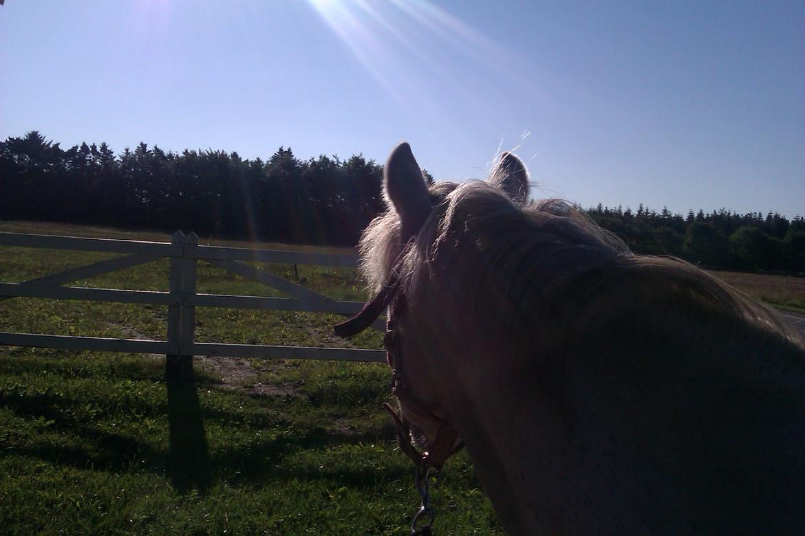 Anden særlig race Mille - Ude og gå tur i morgen solen<3 billede 11