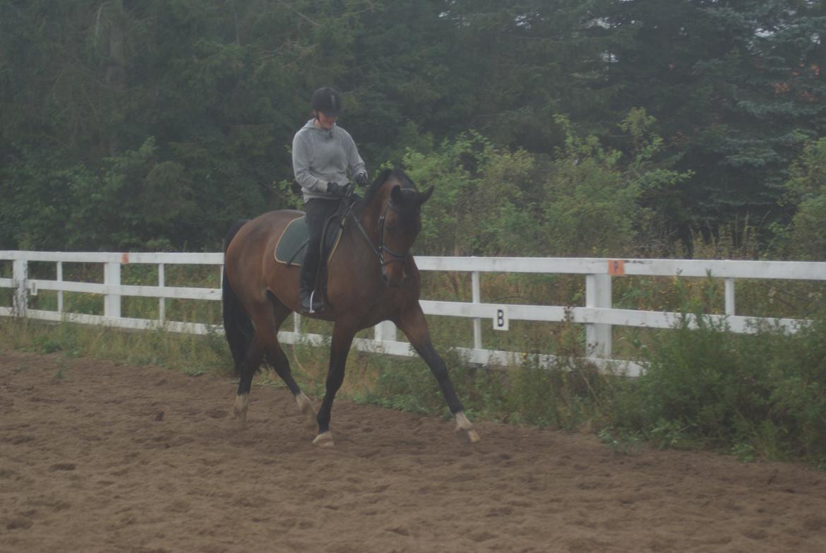 Dansk Varmblod STENKISTEKÆRS KITTE KRY *Kitte* - Første gang på ryggen af hende. D. 18/8-13 billede 12