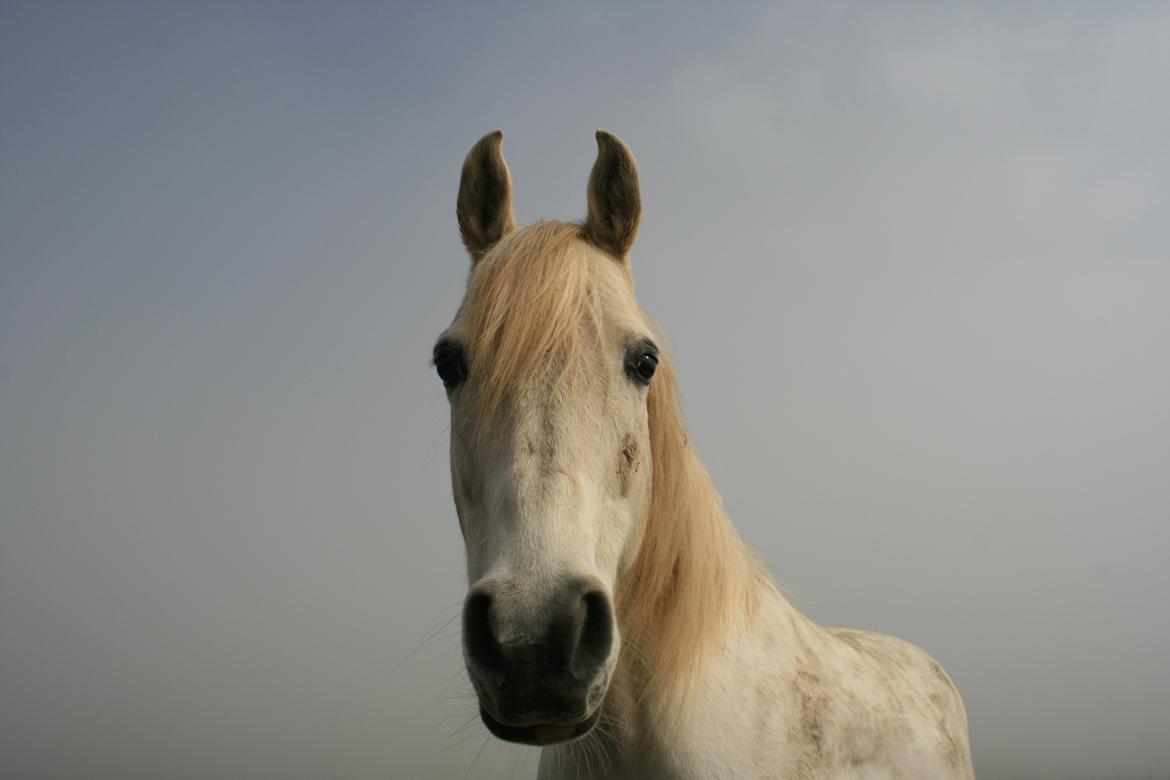 Arabisk fuldblod (OX) Tornado  billede 11