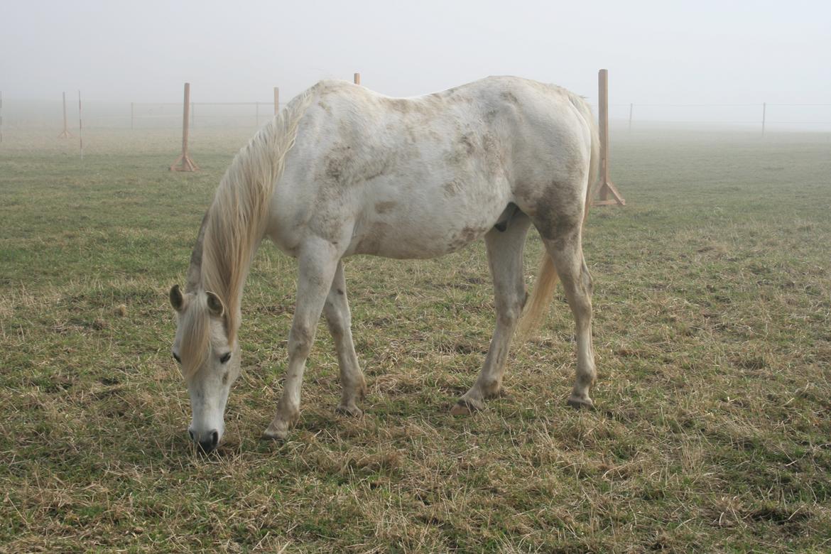 Arabisk fuldblod (OX) Tornado  billede 12