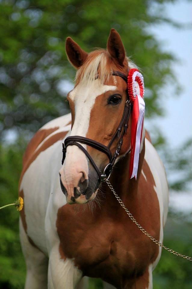 Pinto Metrik billede 1