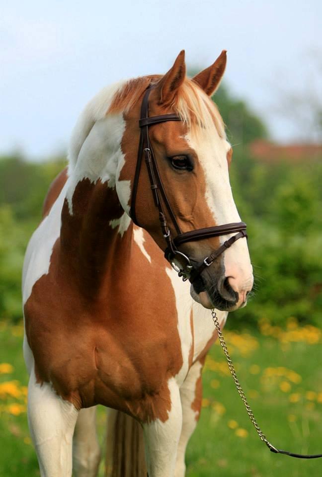 Pinto Metrik - Min dejlige basse :)  billede 3