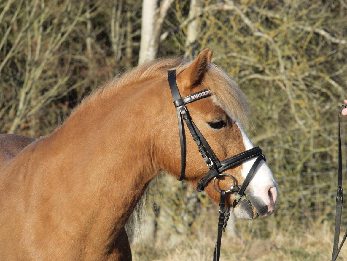 Anden særlig race Frede billede 1