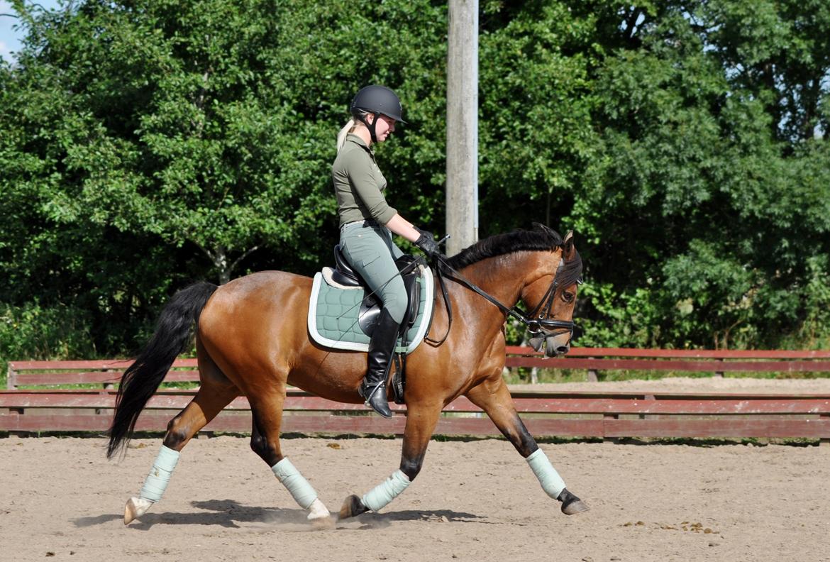 New Forest Max - Træning august 2013- Stjerne pony! billede 9