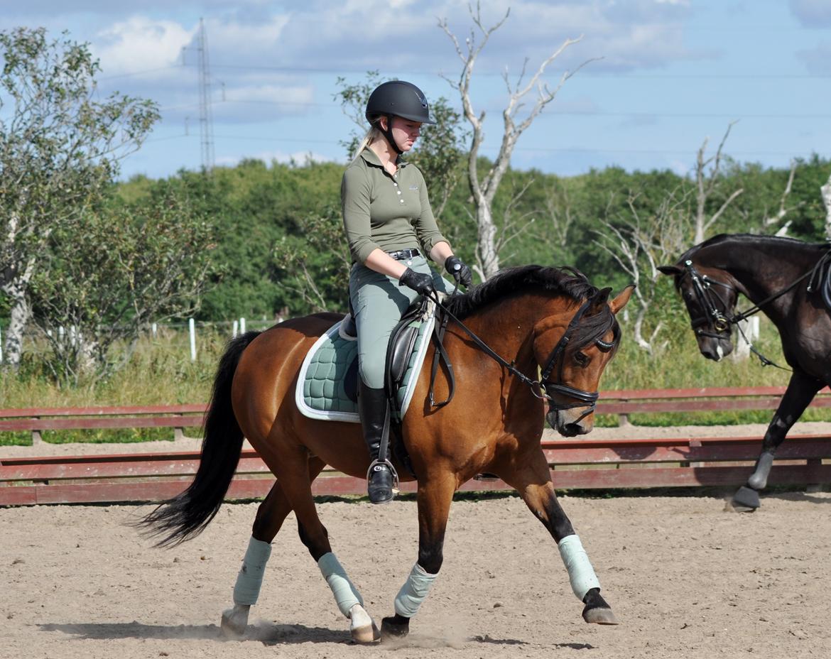 New Forest Max - Træning August 2013 ♥  billede 19
