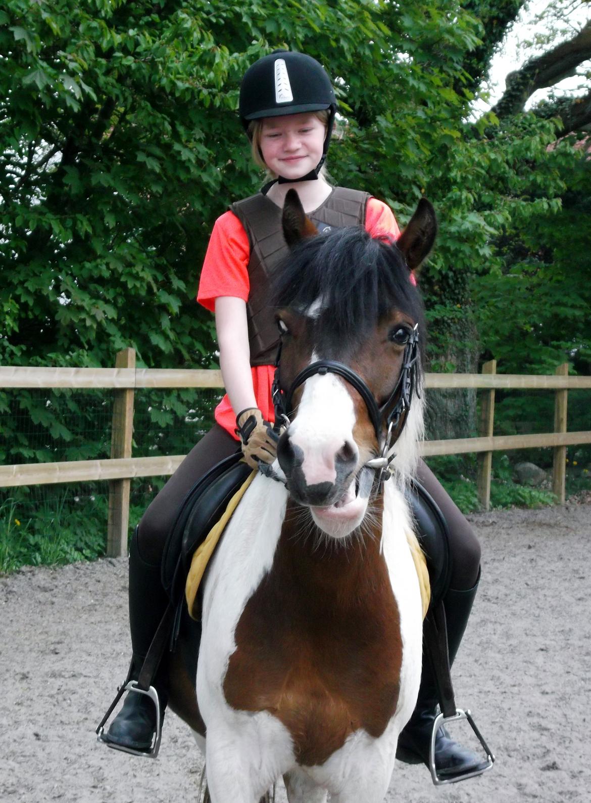 Anden særlig race Jack (savnet) billede 33