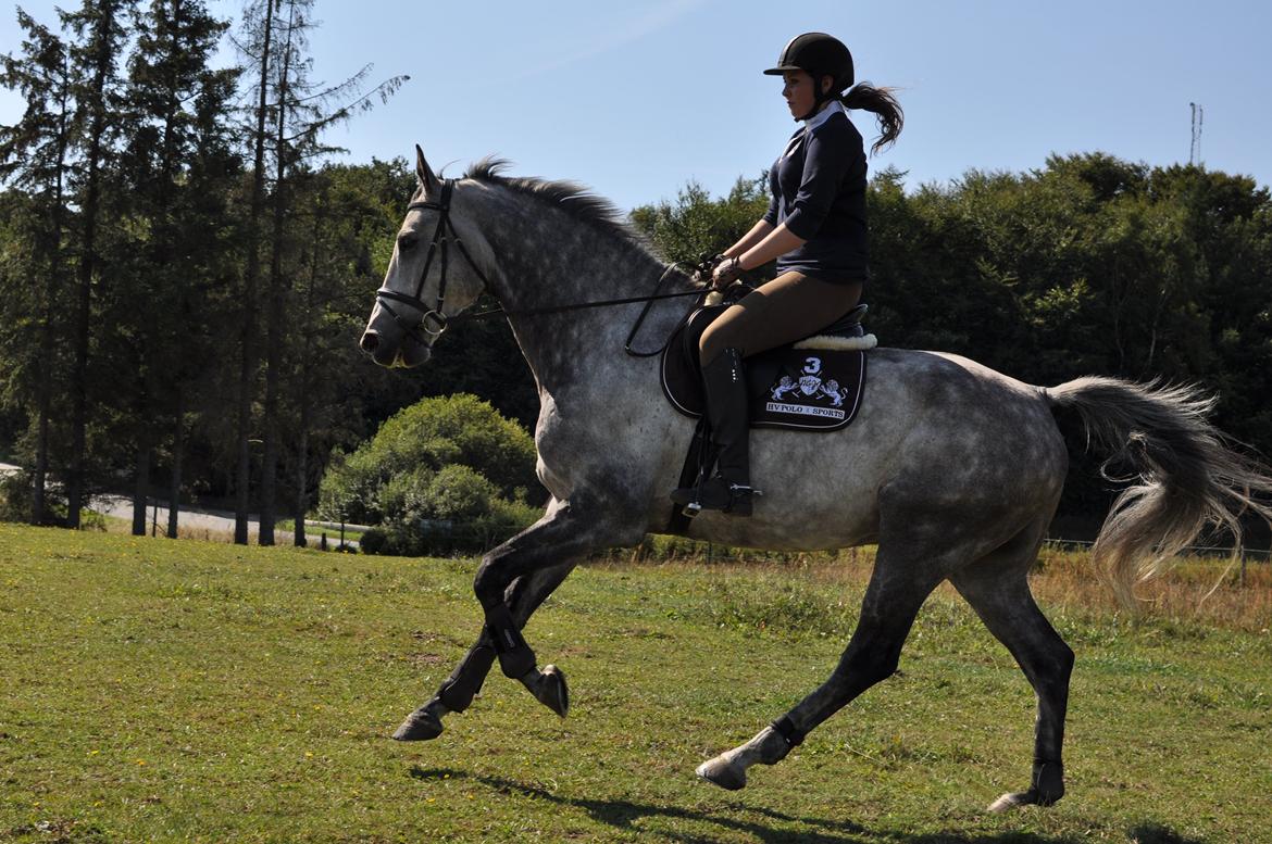 Holstener Colt 45 - 25/08-13 billede 6