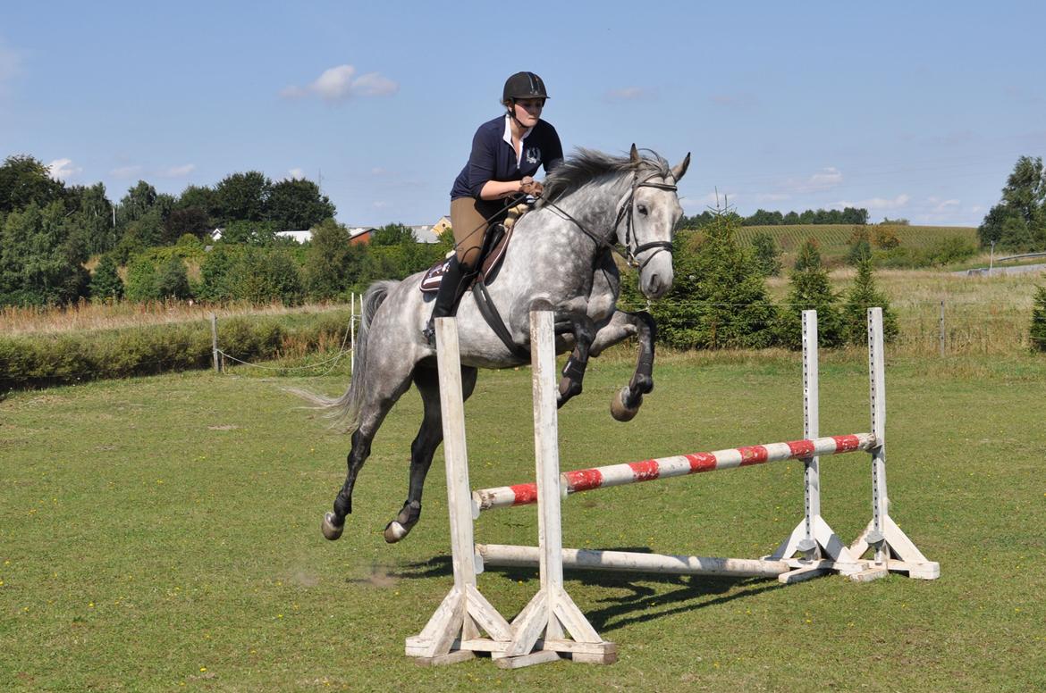 Holstener Colt 45 - 25/08-13 billede 12