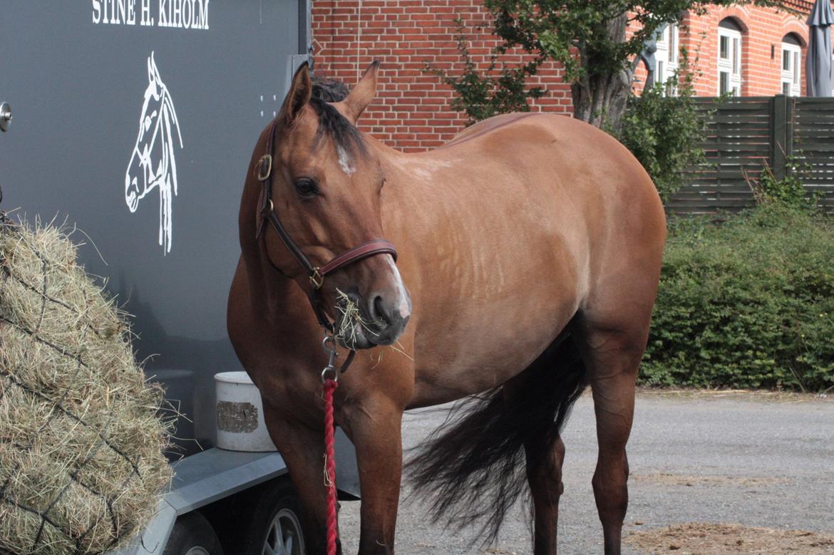 Anden særlig race Hedegårens Bella Bacardi (B-pony) Solgt billede 6