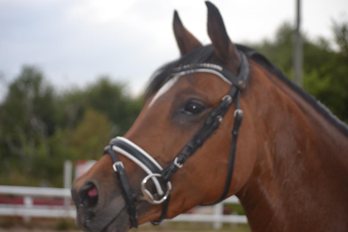 Tysk Sportspony Kavsgaards Geisha billede 8