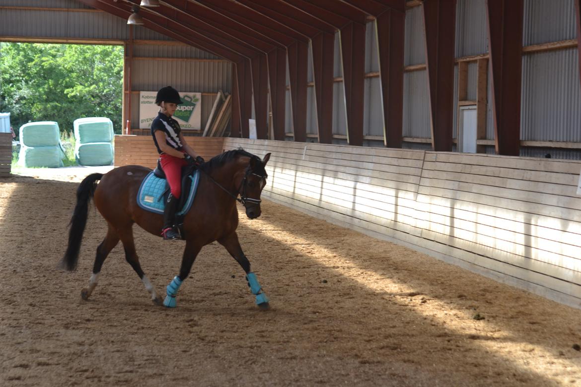 Tysk Sportspony Kavsgaards Geisha billede 14