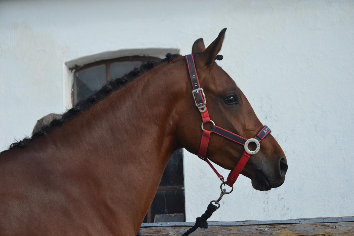 Tysk Sportspony Kavsgaards Geisha billede 4