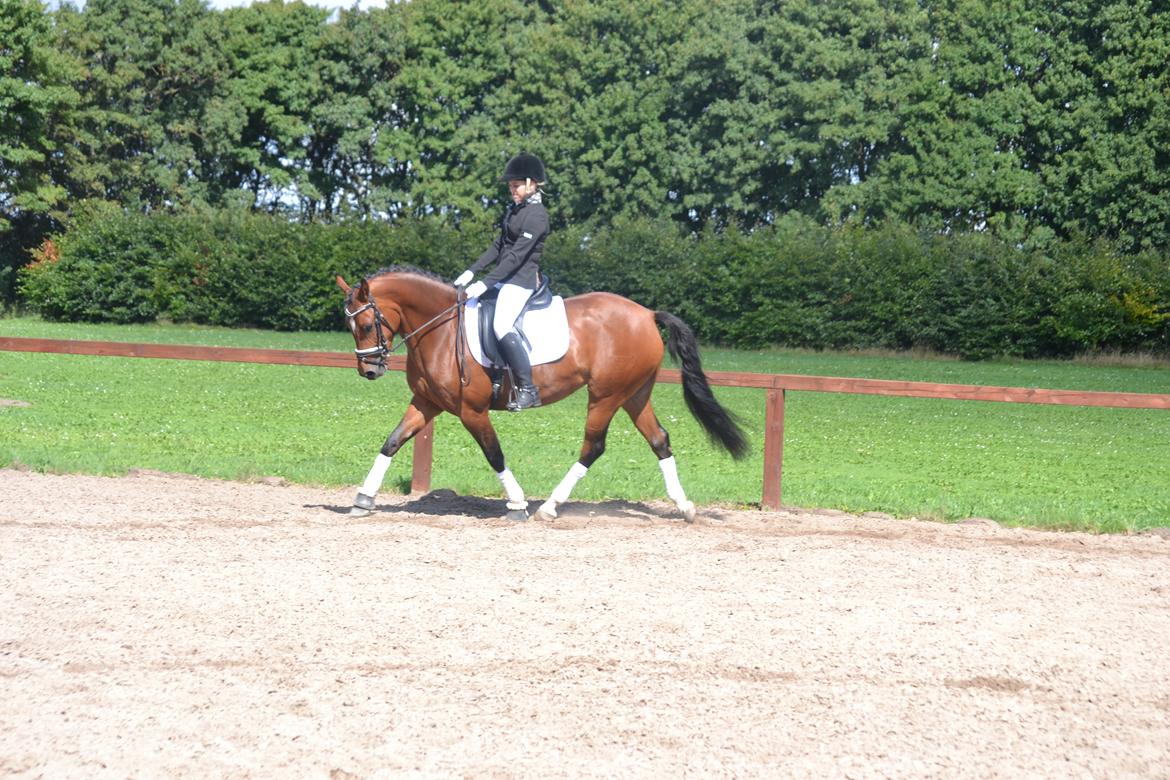 Tysk Sportspony Kavsgaards Geisha billede 11